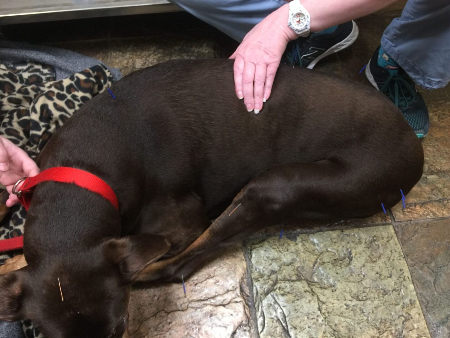 Veterinarian giving acupuncture treatment to dog