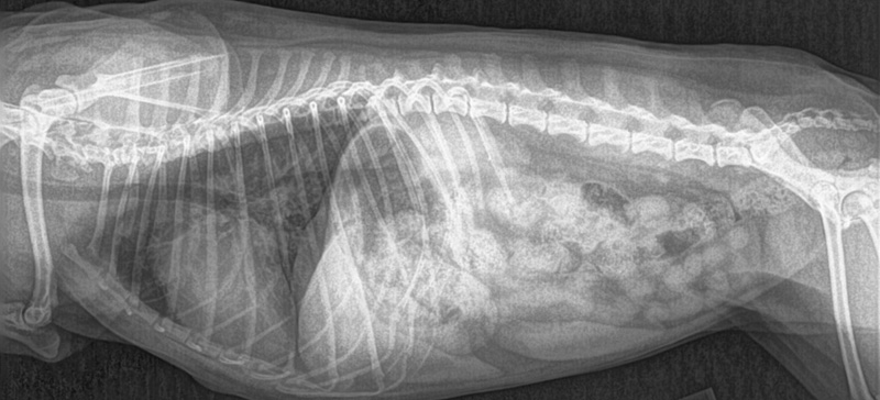 A black and white photo of an x-ray.