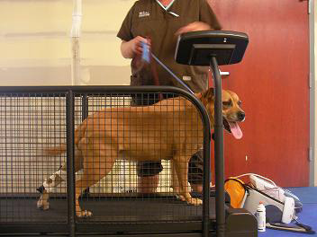 A dog is standing on the treadmill while another person stands behind it.