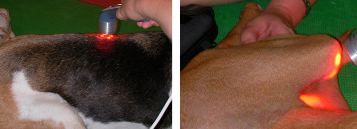 Laser Therapy for pets in Rehabilitation Center