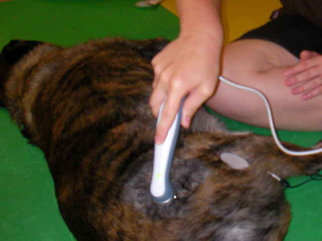 A person using an electronic device on the back of a cat.