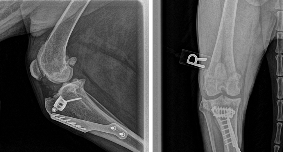 A picture of an x-ray and the same image.