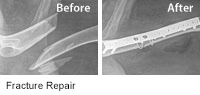 Bone images before and after pet surgery