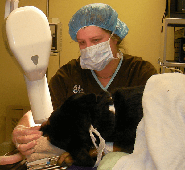 Dentistry examination of the dog