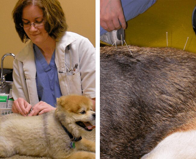 Veterinarian giving acupuncture treatment to dogs