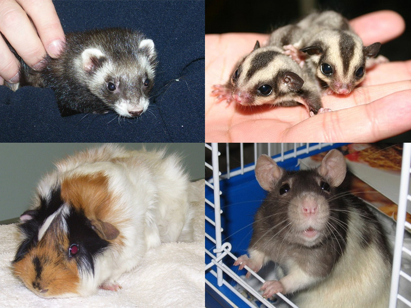 A collage of four different ferret pictures.