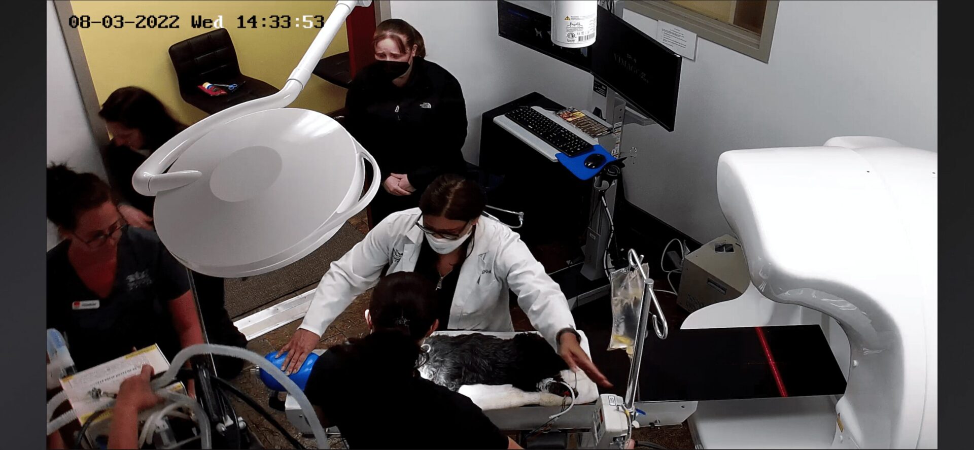 A CCTV camera picture of a doctor treating a dog