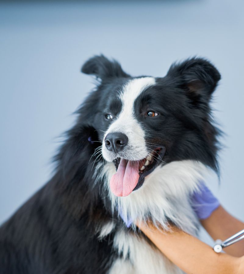 A vet petting a dog