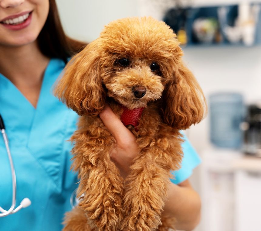 a person in blue shirt holding a brown dog