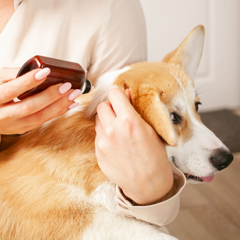 a person gently pets a dog while holding a bottle of medicine