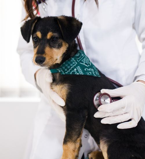 dog at the vet