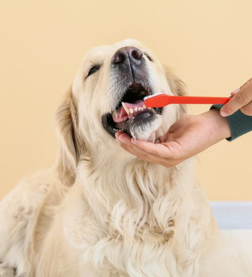 a person gently brushing a dogs teeth