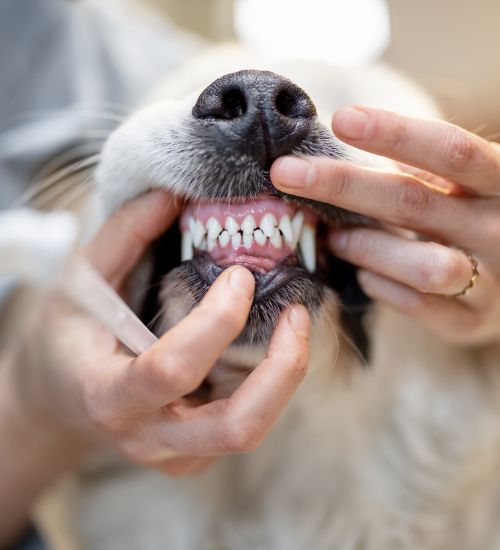 person brushing dogs teeth