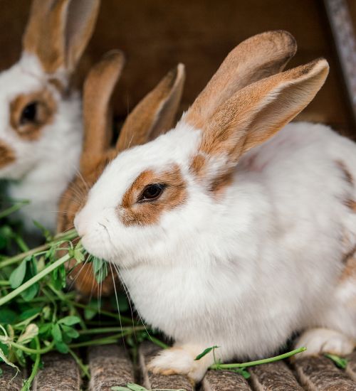 rabbits eating hay