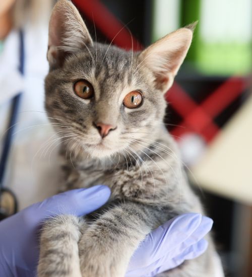 vet holding a cat