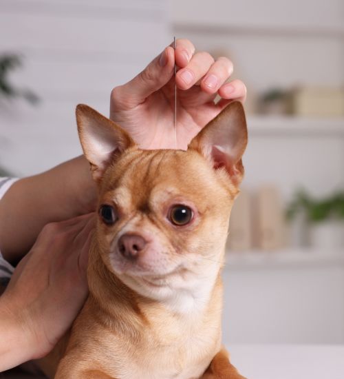 dog getting acupuncture